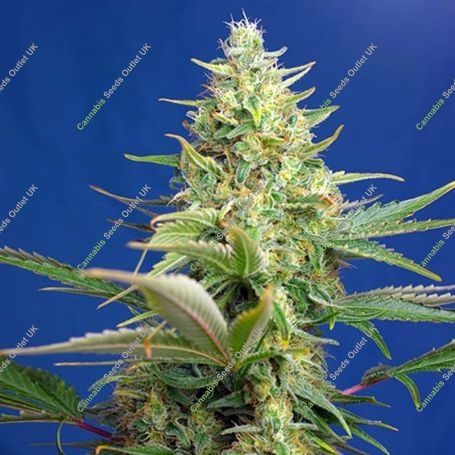 Pure Auto CBD Feminized Marijuana Strain by Sweet Seeds For Sale Online at Cannabis Seeds Outlet