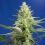 Pure Auto CBD Feminized Marijuana Strain by Sweet Seeds For Sale Online at Cannabis Seeds Outlet