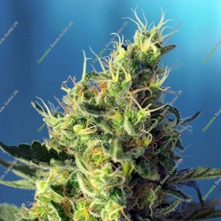 Pure CBD Feminized Marijuana Strain by Sweet Seeds For Sale Online at Cannabis Seeds Outlet