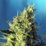 Pure CBD Feminized Marijuana Strain by Sweet Seeds For Sale Online at Cannabis Seeds Outlet
