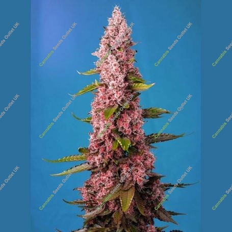 Red Hot Cookies Feminized Marijuana Strain by Sweet Seeds For Sale Online at Cannabis Seeds Outlet