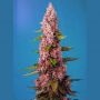 Red Hot Cookies Feminized Marijuana Strain by Sweet Seeds For Sale Online at Cannabis Seeds Outlet