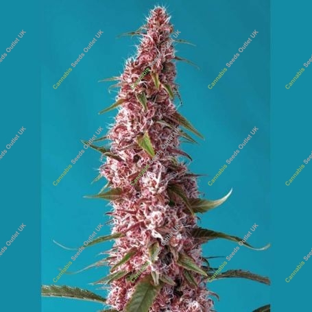 Red Pure Auto CBD Feminized Marijuana Strain by Sweet Seeds For Sale Online at Cannabis Seeds Outlet