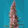 Red Pure Auto CBD Feminized Marijuana Strain by Sweet Seeds For Sale Online at Cannabis Seeds Outlet
