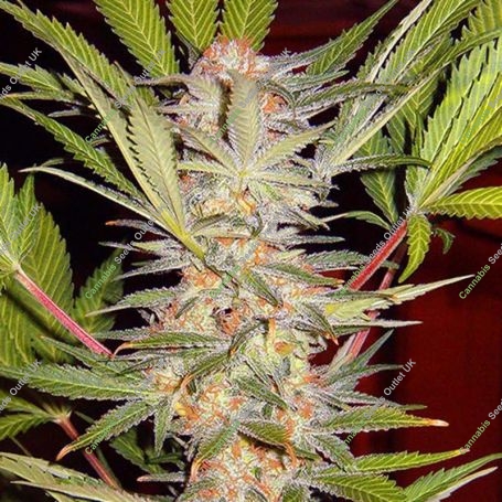 S.A.D. Feminized Marijuana Strain by Sweet Seeds For Sale Online at Cannabis Seeds Outlet