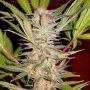 S.A.D. Feminized Marijuana Strain by Sweet Seeds For Sale Online at Cannabis Seeds Outlet