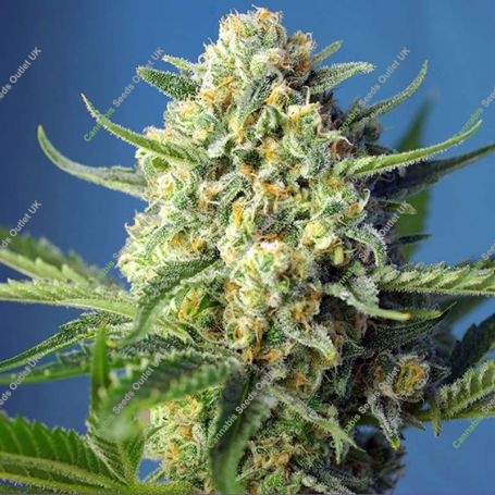 S.A.D. Auto Feminized Marijuana Strain by Sweet Seeds For Sale Online at Cannabis Seeds Outlet