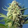 S.A.D. Auto Feminized Marijuana Strain by Sweet Seeds For Sale Online at Cannabis Seeds Outlet