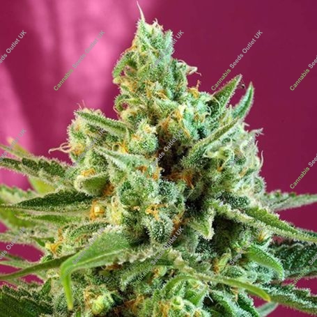 S.A.D. CBD Feminized Marijuana Strain by Sweet Seeds For Sale Online at Cannabis Seeds Outlet