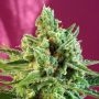 S.A.D. CBD Feminized Marijuana Strain by Sweet Seeds For Sale Online at Cannabis Seeds Outlet