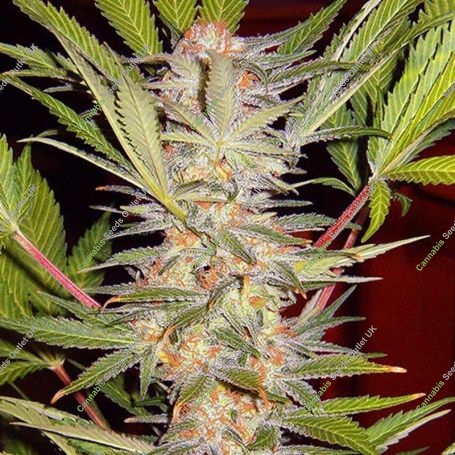 S.A.D. Fast V Feminized Marijuana Strain by Sweet Seeds For Sale Online at Cannabis Seeds Outlet