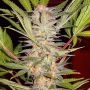 S.A.D. Fast V Feminized Marijuana Strain by Sweet Seeds For Sale Online at Cannabis Seeds Outlet