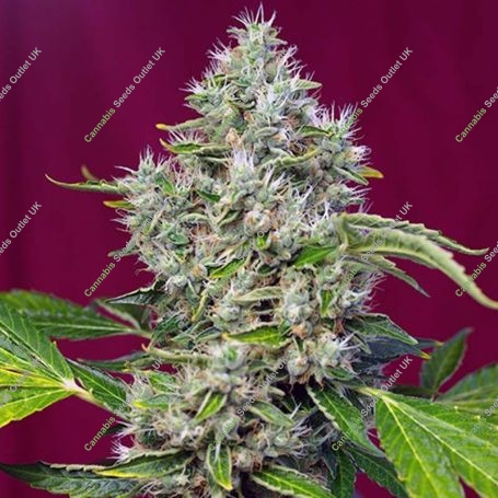 San Fernando Lemon Kush Feminized Marijuana Strain by Sweet Seeds For Sale Online at Cannabis Seeds Outlet