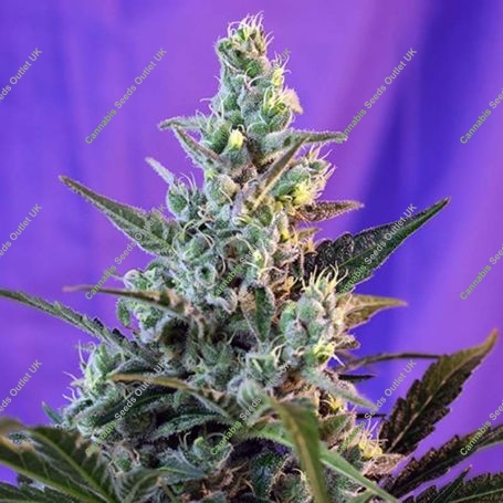 Skunk Auto Feminized Marijuana Strain by Sweet Seeds For Sale Online at Cannabis Seeds Outlet