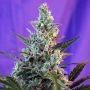 Skunk Auto Feminized Marijuana Strain by Sweet Seeds For Sale Online at Cannabis Seeds Outlet