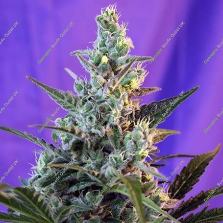 Sweet Skunk Fast V Feminized Marijuana Strain by Sweet Seeds For Sale Online at Cannabis Seeds Outlet