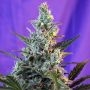 Sweet Skunk Fast V Feminized Marijuana Strain by Sweet Seeds For Sale Online at Cannabis Seeds Outlet