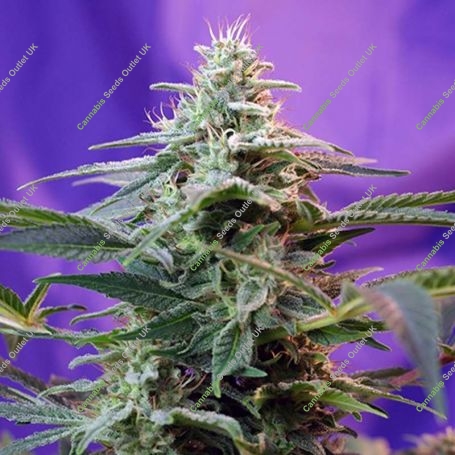 Skunk Special Fast V Marijuana Strain by Sweet Seeds For Sale Online at Cannabis Seeds Outlet