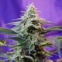 Skunk Special Fast V Marijuana Strain by Sweet Seeds For Sale Online at Cannabis Seeds Outlet