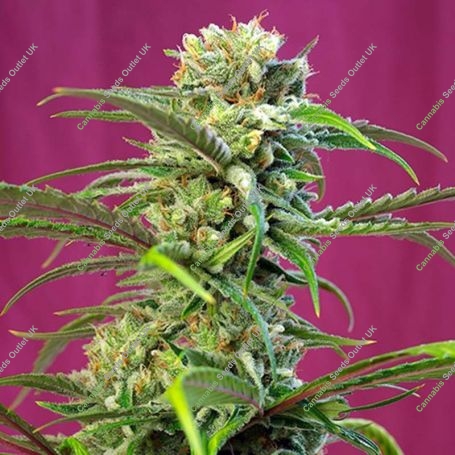 Tai Feminized Marijuana Strain by Sweet Seeds For Sale Online at Cannabis Seeds Outlet