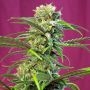 Tai Feminized Marijuana Strain by Sweet Seeds For Sale Online at Cannabis Seeds Outlet