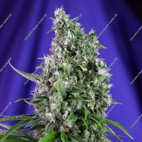 Trainwreck Auto Feminized Marijuana Strain by Sweet Seeds For Sale Online at Cannabis Seeds Outlet