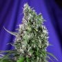 Trainwreck Auto Feminized Marijuana Strain by Sweet Seeds For Sale Online at Cannabis Seeds Outlet