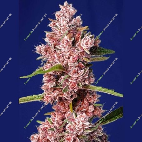Tropicanna Poison Fast V Marijuana Strain by Sweet Seeds For Sale Online at Cannabis Seeds Outlet