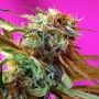 Wild Rose Feminized Marijuana Strain by Sweet Seeds For Sale Online at Cannabis Seeds Outlet