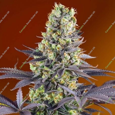 Sweet Zenzation Feminized Marijuana Strain by Sweet Seeds For Sale Online at Cannabis Seeds Outlet
