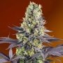 Sweet Zenzation Feminized Marijuana Strain by Sweet Seeds For Sale Online at Cannabis Seeds Outlet