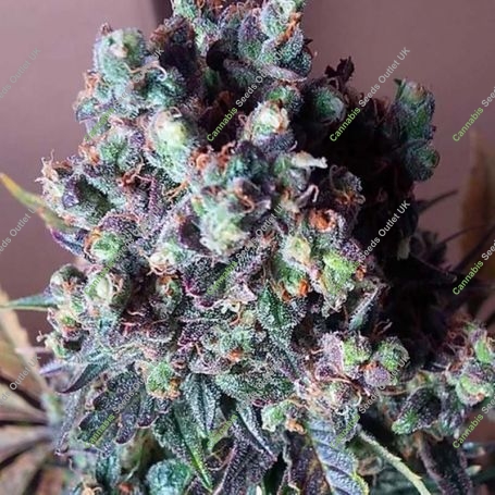 Black Valium Auto Feminized Marijuana Strain by Top Shelf Elite For Sale Online at Cannabis Seeds Outlet