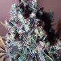 Black Valium Auto Feminized Marijuana Strain by Top Shelf Elite For Sale Online at Cannabis Seeds Outlet