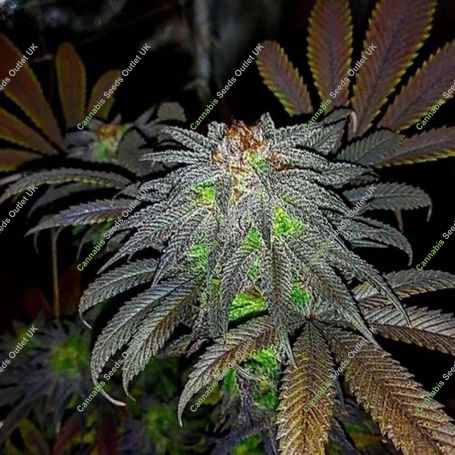 Gorillagasm Auto Feminized Marijuana Strain by Top Shelf Elite For Sale Online at Cannabis Seeds Outlet