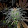 Gorillagasm Auto Feminized Marijuana Strain by Top Shelf Elite For Sale Online at Cannabis Seeds Outlet