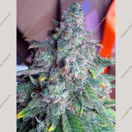 Nightcrawler OG Auto Feminized Marijuana Strain by Top Shelf Elite For Sale Online at Cannabis Seeds Outlet
