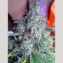 Nightcrawler OG Auto Feminized Marijuana Strain by Top Shelf Elite For Sale Online at Cannabis Seeds Outlet