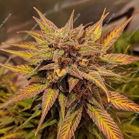 Pineapple Crack Auto Feminized Marijuana Strain by Top Shelf Elite For Sale Online at Cannabis Seeds Outlet