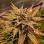 Pineapple Crack Auto Feminized Marijuana Strain by Top Shelf Elite For Sale Online at Cannabis Seeds Outlet