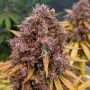 San Francisco Sour Dough Auto Feminized Marijuana Strain by Top Shelf Elite For Sale Online at Cannabis Seeds Outlet