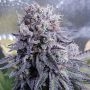 Black Valium Feminized Marijuana Strain by Top Shelf Elite For Sale Online at Cannabis Seeds Outlet