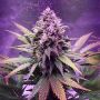 Glue Dream Female Top Shelf Elite Cannabis Seeds