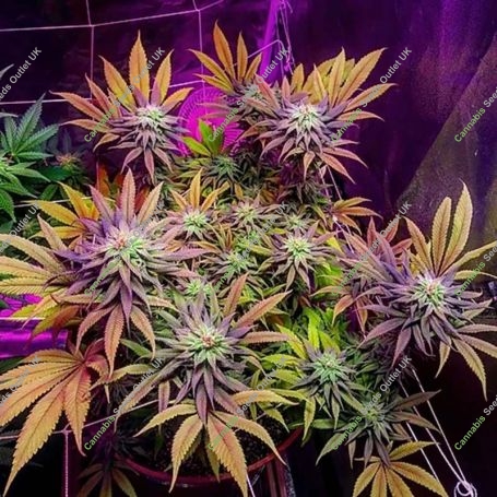 Gorillagasm Feminized Marijuana Strain by Top Shelf Elite For Sale Online at Cannabis Seeds Outlet
