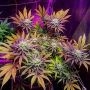 Gorillagasm Feminized Marijuana Strain by Top Shelf Elite For Sale Online at Cannabis Seeds Outlet