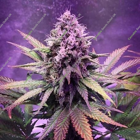 Glue Dream Auto Feminized Marijuana Strain by Top Shelf Elite For Sale Online at Cannabis Seeds Outlet