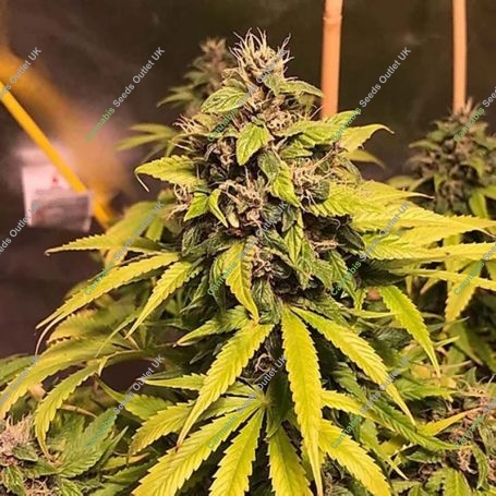 Nightcrawler OG Feminized Marijuana Strain by Top Shelf Elite For Sale Online at Cannabis Seeds Outlet