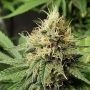 Pineapple Crack Feminized Marijuana Strain by Top Shelf Elite For Sale Online at Cannabis Seeds Outlet