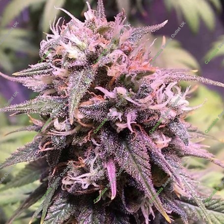 San Francisco Sour Dough Feminized Marijuana Strain by Top Shelf Elite For Sale Online at Cannabis Seeds Outlet