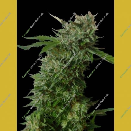 Amnezia Feminized Marijuana Strain by VIP Seeds For Sale Online at Cannabis Seeds Outlet