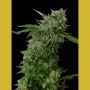 Amnezia Feminized Marijuana Strain by VIP Seeds For Sale Online at Cannabis Seeds Outlet
